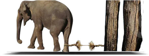  The Elephant And Rope Olifant Vast Aan Touw Png Rope Png