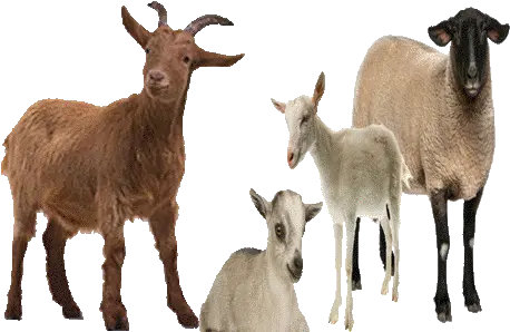  Goat Farming Improves Peasantsu0027 Lot Pakissancom Goat Images Png Goat Transparent