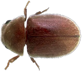  Insect Database Facts Hulett Environmental Service Dung Beetle Png Transparent Bug