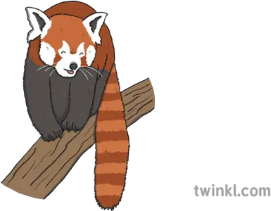  Red Panda Walking Twinkl Red Panda Png Red Panda Png