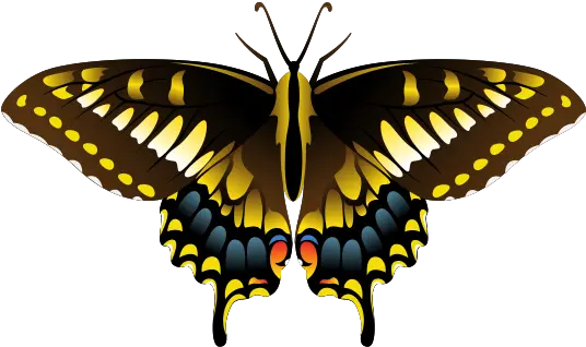  Butterfly Png With Transparent Background Illustrated Butterfly Watercolor Butterfly Png