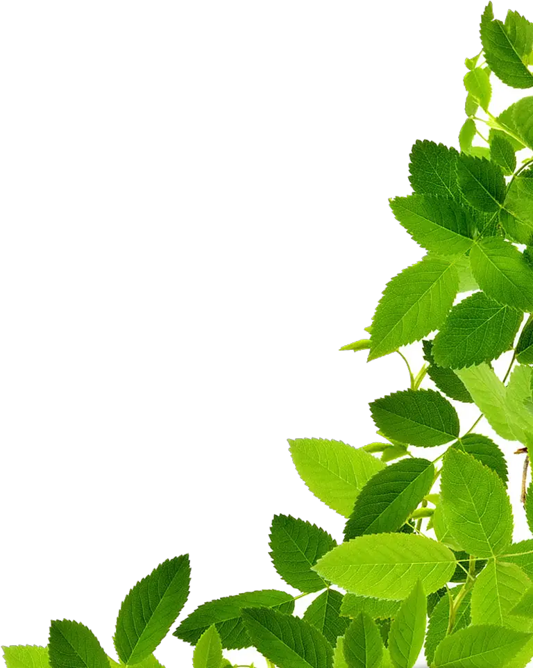  Download Leaves Free Png Photo Images Transparent Green Leaves Png Leaves Clipart Png