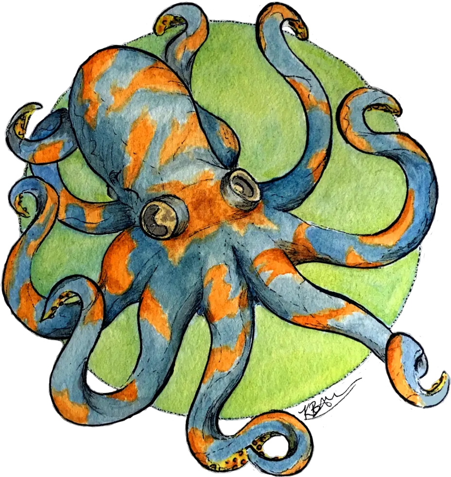  Illustration U2014 Kendall Brier Octopus Png Octopus Png