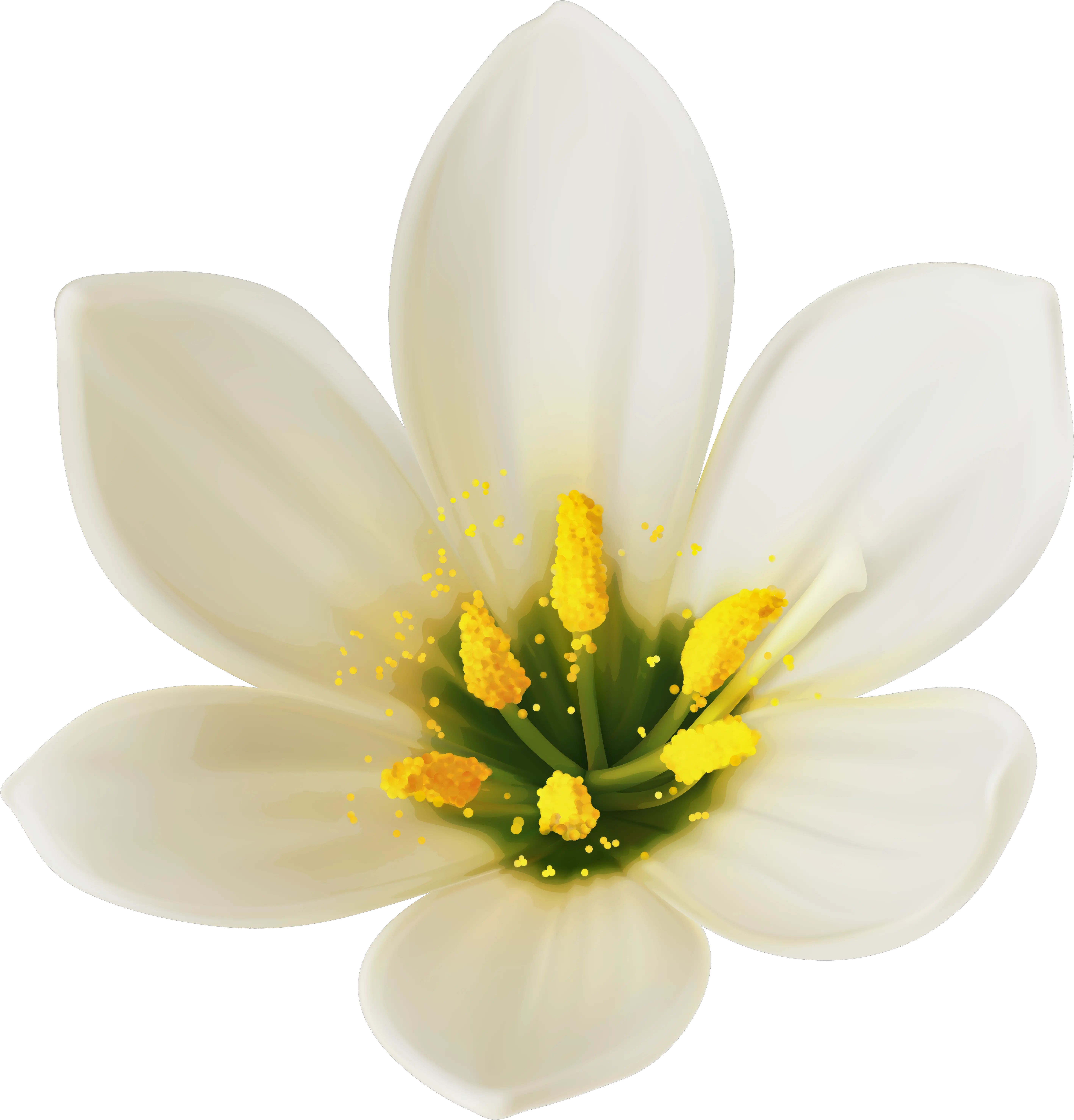  White Flower Png Picture White Flower Clipart Png Wildflower Png