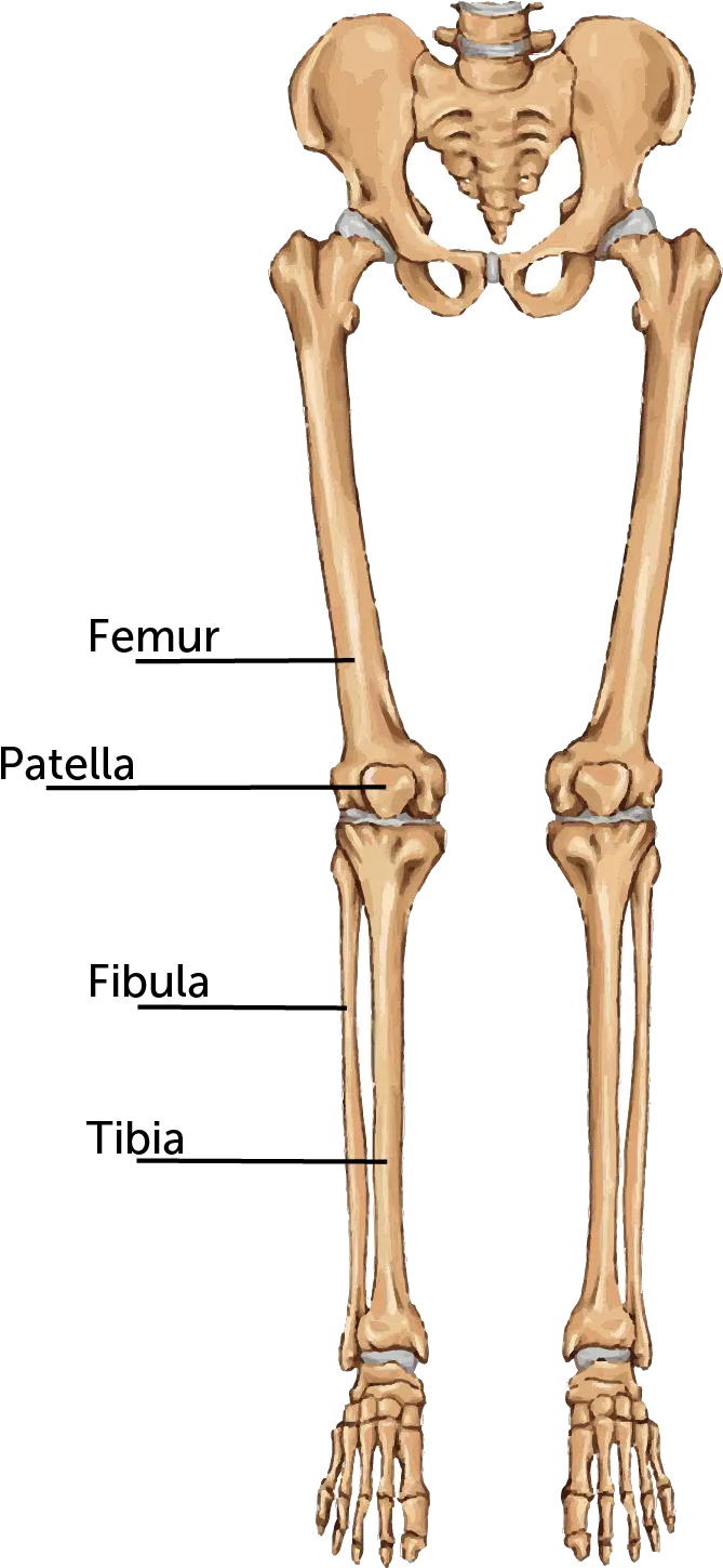  Broken Leg Boston Childrenu0027s Hospital Thigh Bone Png Leg Transparent