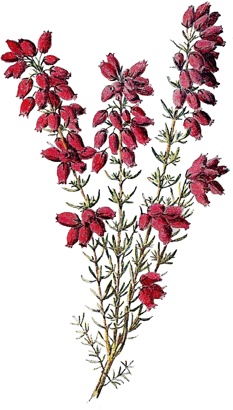  Wildflower Image Heather Flowers Clip Art Transparent Wildflower Clipart Png Wildflower Png