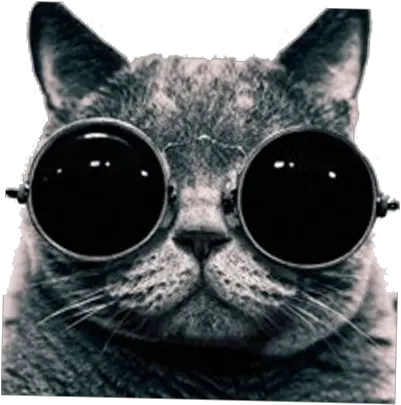  Cool Cat With Sunglasses Png Cool Picture High Resolution Cool Cat Png