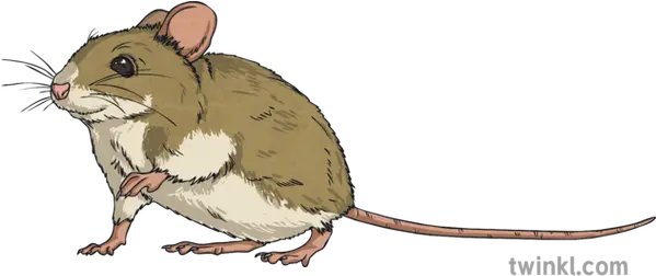  Mouse Animal Sneaking Rodent Squeak Ks2 Brown Rat Png Mouse Animal Png