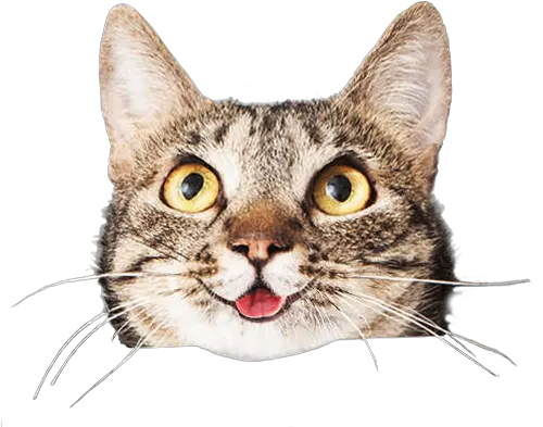  Download Cats Face Png Stock Cat Adopt Cat Face Png