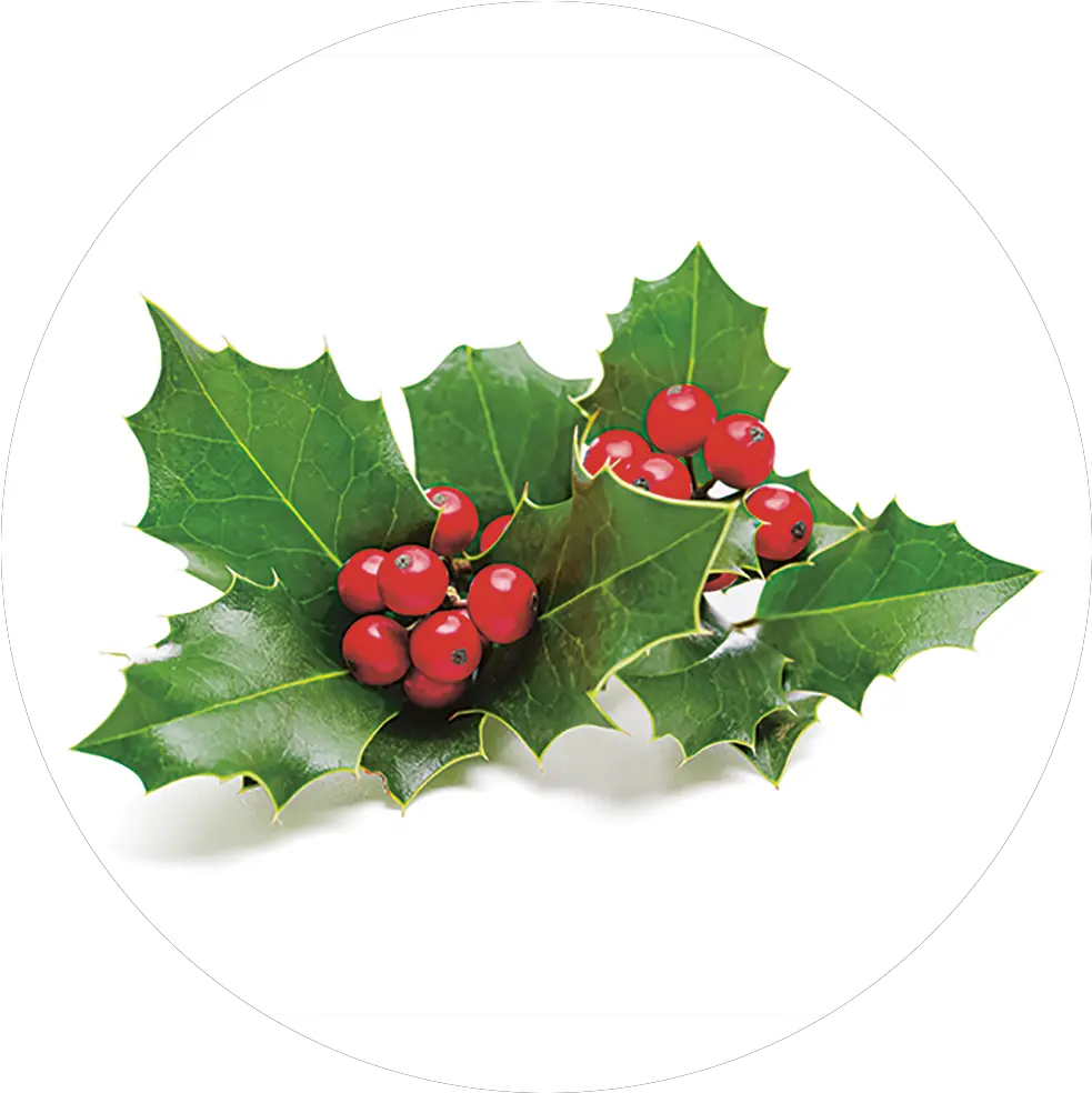  Holly Collection Le Creuset Uk Foglie Di Agrifoglio Png Holly Leaves Png