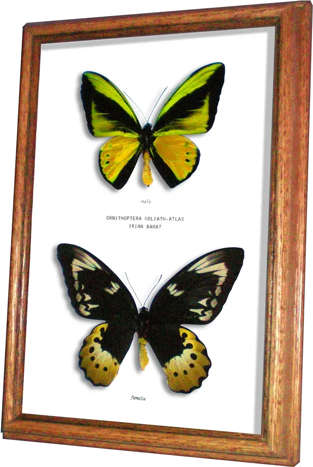  Collectibles Real Framed Butterfly Ornithoptera Goliath Birdwing Png Moth Png