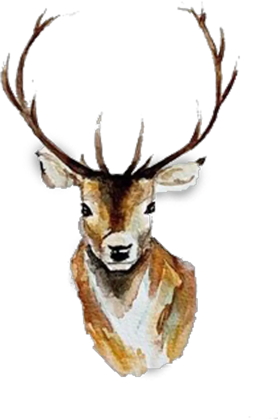  Watercolor Deer Antlers Png Watercolor Deer Head Clipart Antlers Png