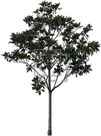  Young Cutout Tree Giant Leaves Immediate Entourage Pond Pine Png Tree Cutout Png