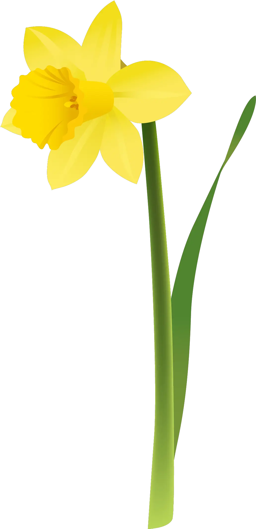  Daffodils Png Picture Hq Image Daffodil Icon