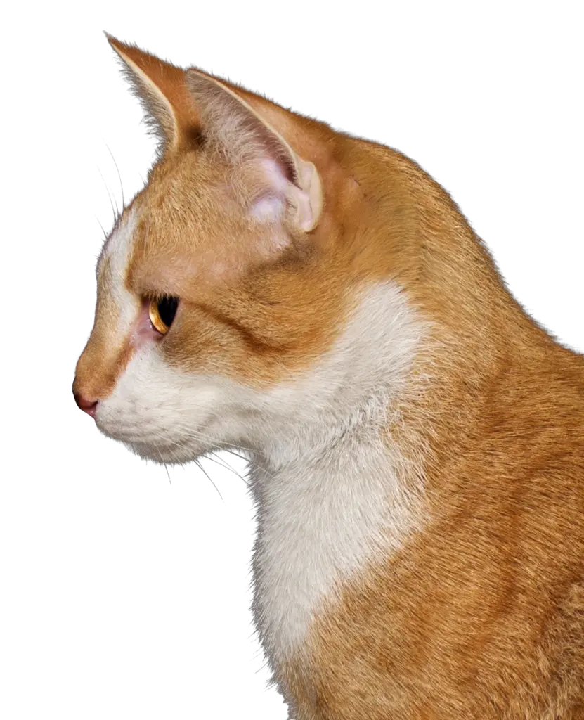  Free Transparent Png Images On Cats