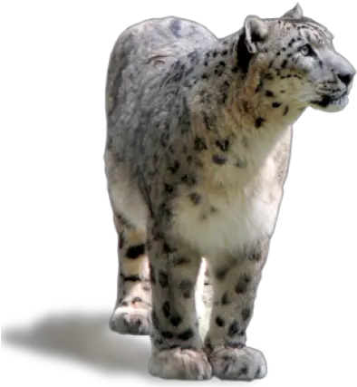  Download Free Png About Snow Leopard Transparent Snow Leopard Png Snow Leopard Png