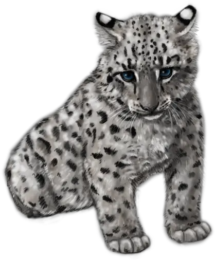  Png Cute Snow Leopard Baby Snow Leopard Transparent Snow Leopard Png