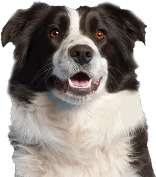  Border Collie Png Picture Transparent Border Collie Png Border Collie Png