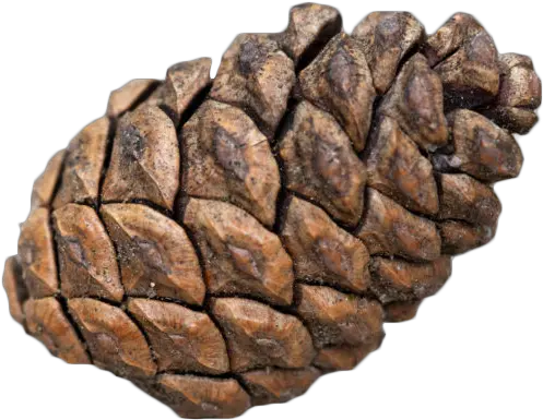  Pine Cone Transparent Background Png Conifer Cone Pine Cone Png