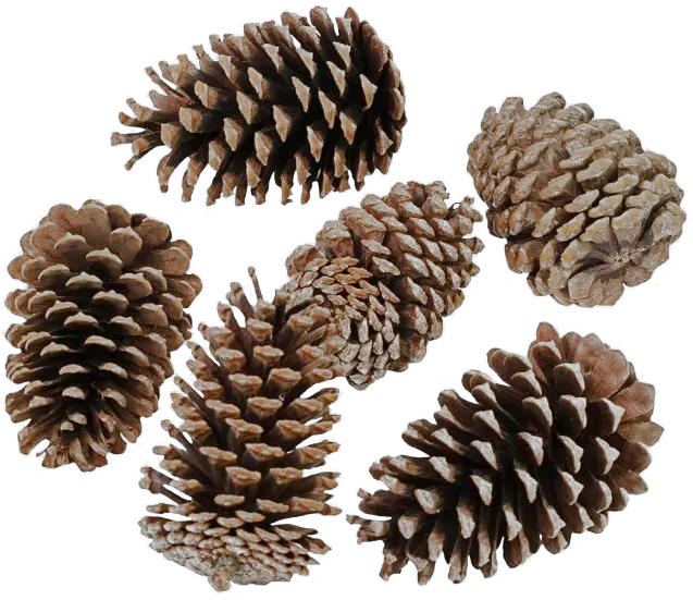  Pinecone Png Transparent Hd Photo Conifer Cone Pine Cone Png