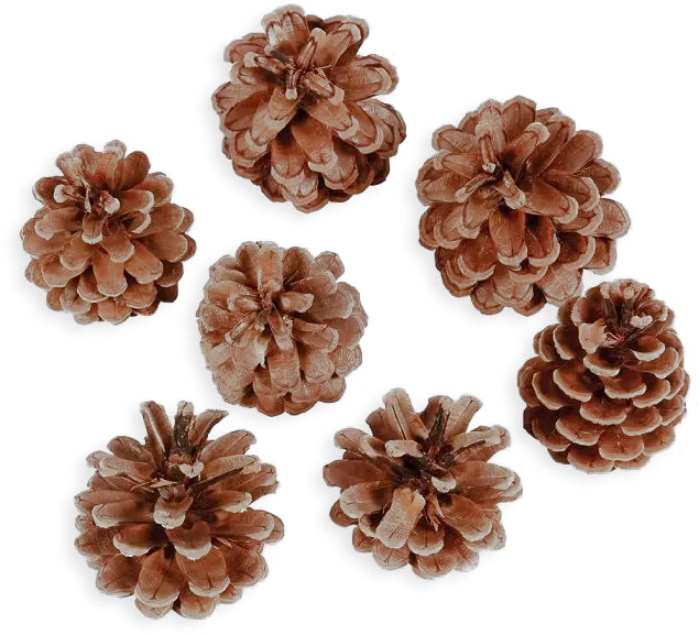  Pine Cone Png Transparent Image Artificial Flower Pine Cone Png