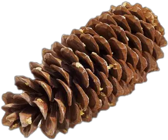  Pine Cone Png Image Conifer Cone Pine Cone Png