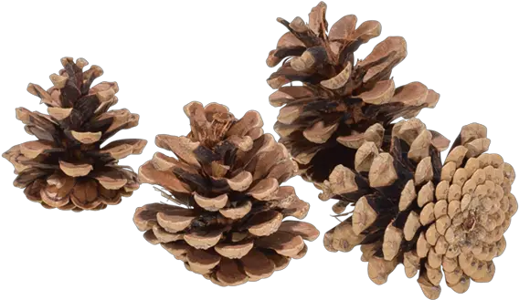  Hire Pine Cone Options Portable Network Graphics Png Pine Cone Png