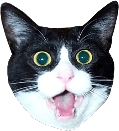  Png Impressed Meme Game Of Thrones Finale Cat Head Png