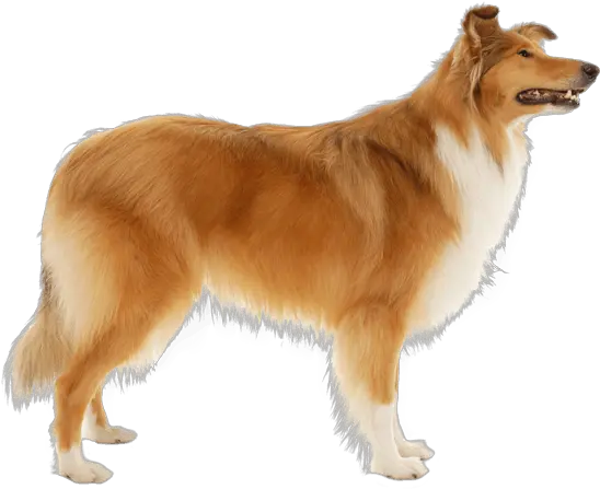  Collie Rough Collie Medium Coat Png Border Collie Png