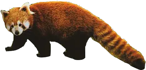  Text Images Music Transparent Background Red Panda Transparent Png Red Panda Transparent