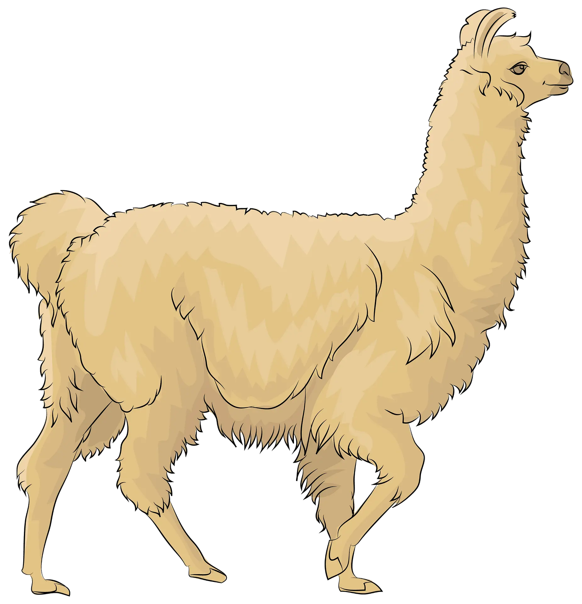  Clipart Lama Clipart Transparent Png Llama Png