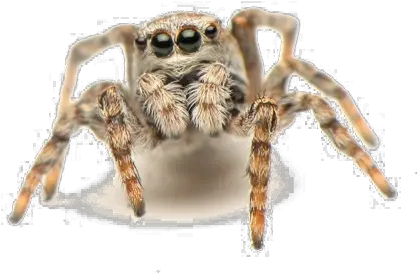  Jumping Spider Png Pic Transparent Background Jumping Spider Transparent Spider Png