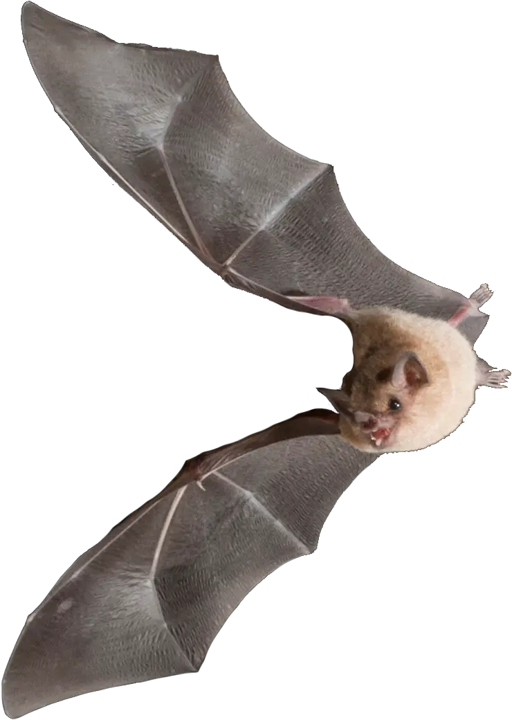  Bats U2014 Dr Karen Sears Bat Png Bats Transparent