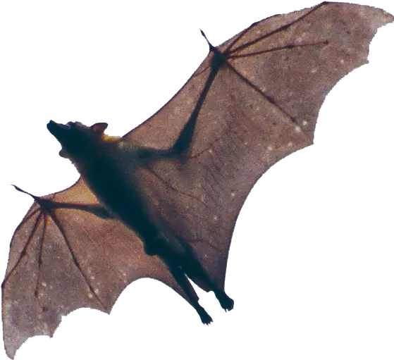  Fruit Bat Png 5 Image Mess With The Bat Bat Transparent Background