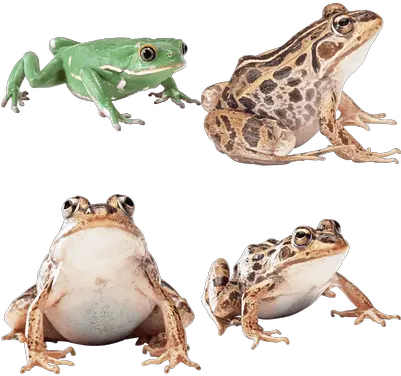  Frogs Transparent Png Images Stickpng Frog Transparent Background Frog Transparent Background