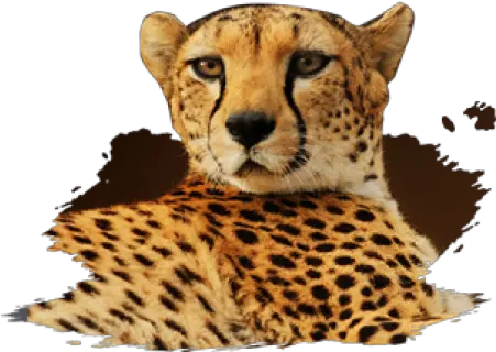  Download Mammals Cheetah Full Size Png Image Pngkit Cheetah Cheetah Png