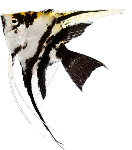  King British How To Set Up An Aquarium Aquarium Angel Fish Png Fish Tank Png