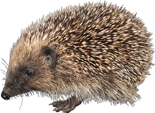  Png Hedgehog Hedgehog Png Hedgehog Transparent Background