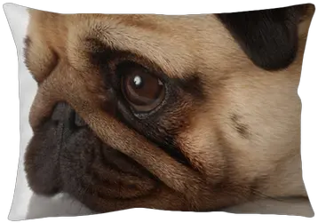  Side Profile Of A Pug Dog Face Pug Png Pug Face Png