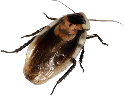  Cockroaches Control Newcastle Pest Wide Cockroach Png Cockroach Transparent