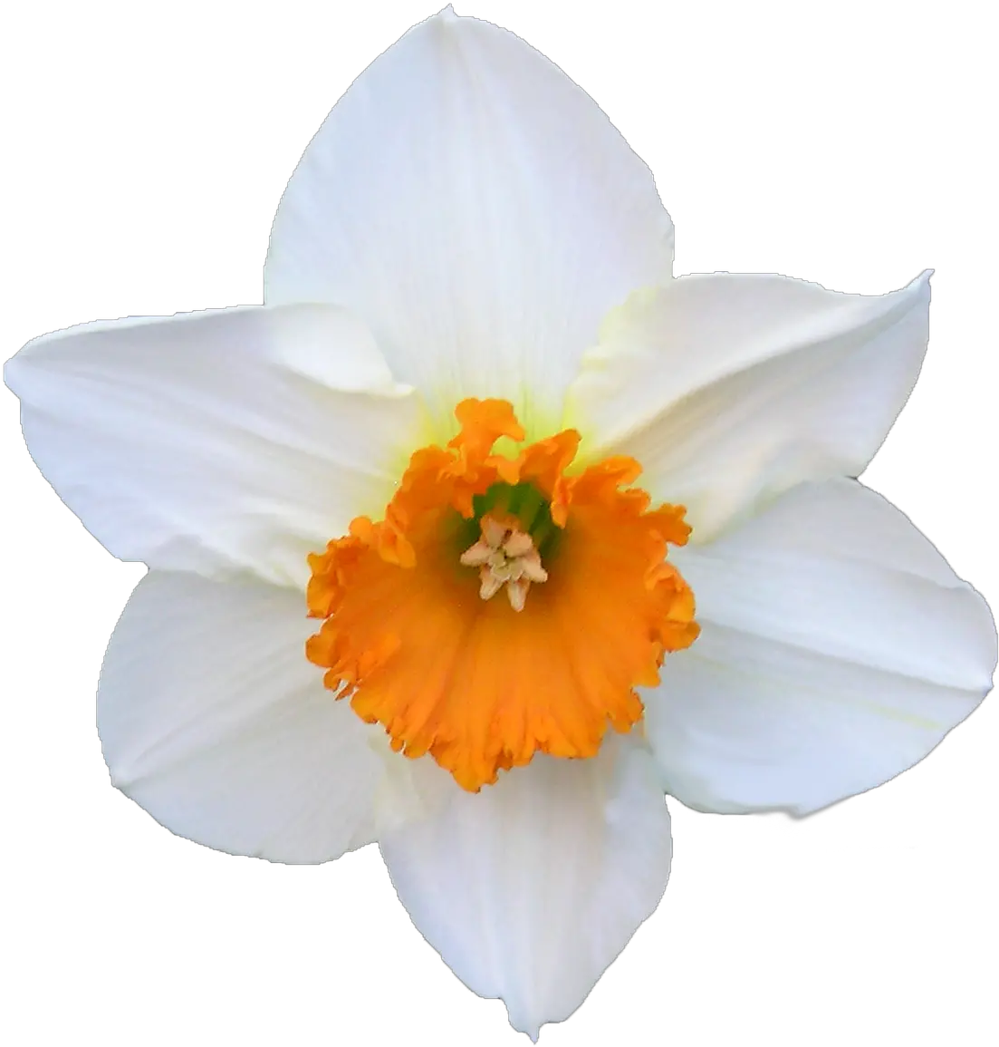  Daffodil White And Orange Flower Free White Daffodil Flower Png Daffodil Png