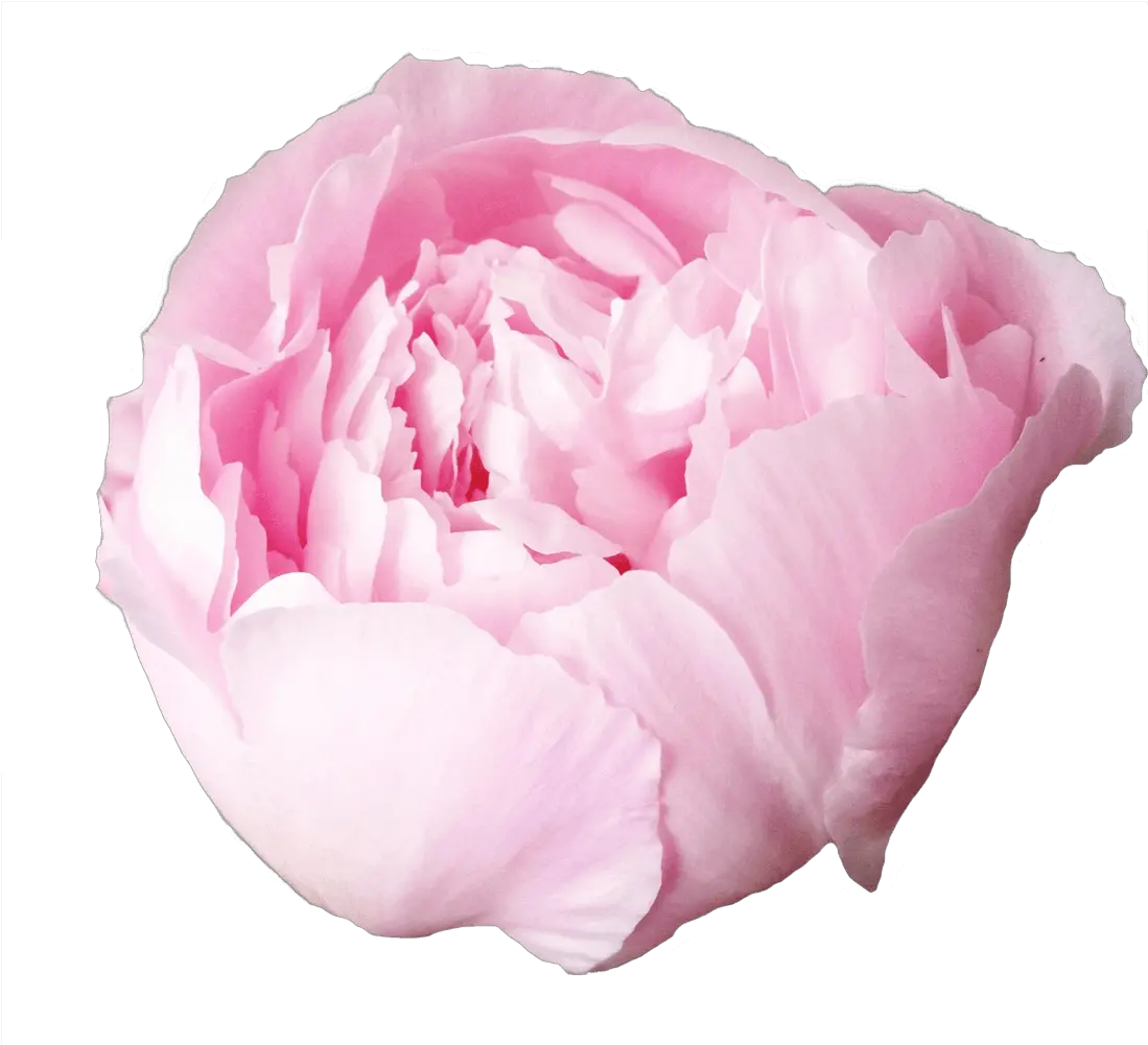  Paeonia Alertie Peony Png Peonies Png