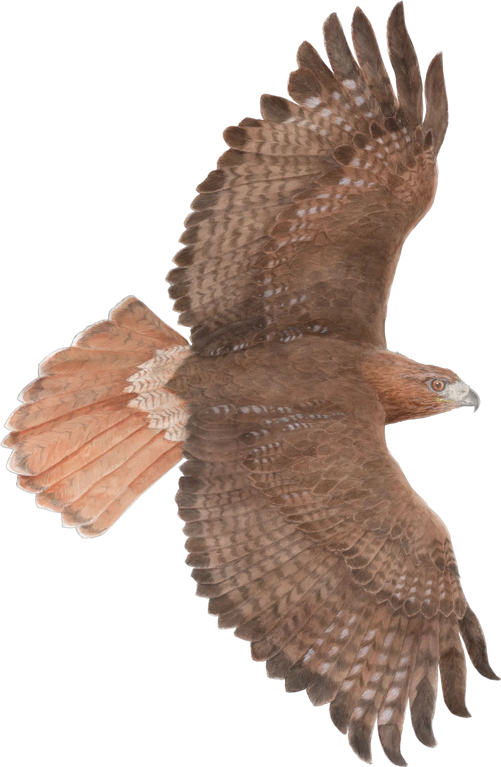  Download Red Hawk In Flight Drawing Png Hawk Png