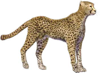  Cheetah Print Photos 17593 Transparentpng Cheetah Transparent Png Cheetah Print Png