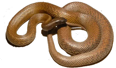  The Most Venomous Snake Inland Taipan Snake Transparent Png Venom Snake Png
