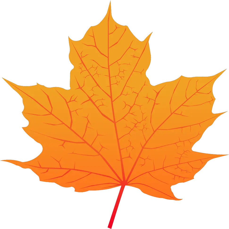  Maple Leaf Feuille D Érable À Sucre Png Canada Maple Leaf Png