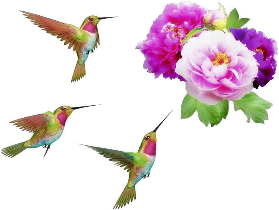  Flowers And Hummingbirds Orton Effect Peonies Png