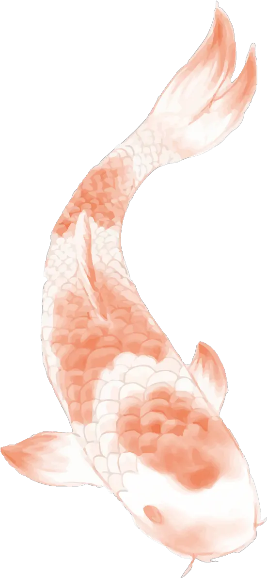  Download Butterfly Koi Chinese Tattoo Carp Wind Clipart Png Fish Koi Png