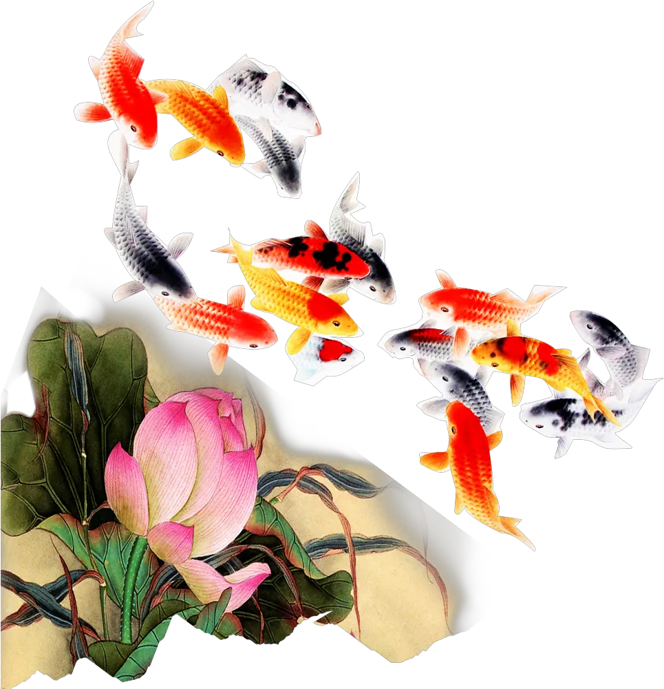  Computer File Kam Transprent Png Transparent Background Koi Fish Png Koi Fish Png