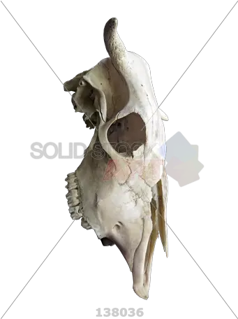  Stock Photo Of Profile The Skull A Cow With Horns Skull Png Skull Transparent Background